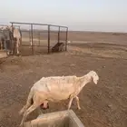 نعجة حري