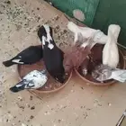 اجواز حمام للبيع