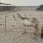 درمانيه