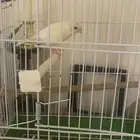 ذكر كناري
