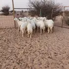 رخال شكل وشعرة