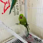 عرض مميز لعشاق الطيور