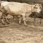 بقر المانيه لقيح