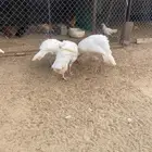 دجاج رومي للبيع