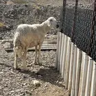 نعجه دافع