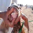 عنز والد ثنيه