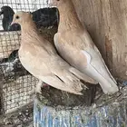 زوج صنعاني للبيع