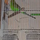جوز بادجي