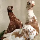 طبه كوري