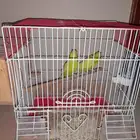 ذكرين بادجي