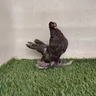 طبه الاسكا
