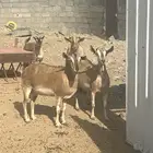 ماعز جنوبي