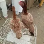 للبيع
