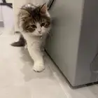 قطه عمرها شهرين ونص شيرازيه