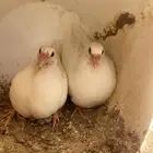زغاليل حمام فرنسي