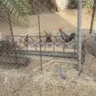 دجاج للبيع براهم و عربي