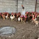 دجاج ديوك بلدي للبيع