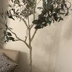 عندي هي شجرة زيتون