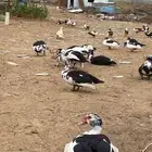 بط للبيع