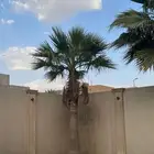 نخل واشنطن
