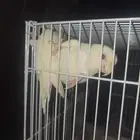 زوج روز البينو للبدل
