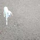 داغور