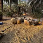 خرفان نعيمي طيبة العدد 10