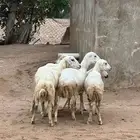 للبيع 5رخيل بلدي فواخر