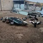 بط مصري عدد 19بياض
