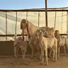 تيس مطور فحل منتج