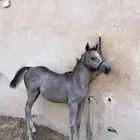 للبيع مهر واهو مكس يحق للمشتري اتسميه