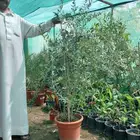نخل واشنطن أمريكي زينه للبيع