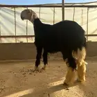 مشروع فحل نجدي خصم الخصم