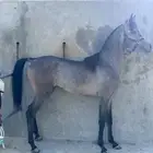 مهر واهو فاخر مستقبل فحل مربط