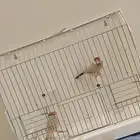 جوز جاوا كريمي مع 5 فروخ