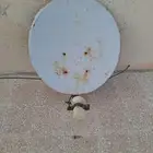 صحنين دش الاحساء
