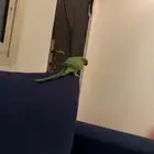 دره متكلمه وهدد