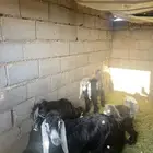 تيوس عوارض