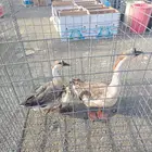 وز عراقي للبيع