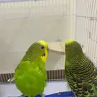 طيور حب او زينه