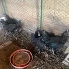 دجاج اندنوسي
