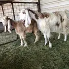 للبيع عنز مشروكه والد