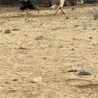دجاج باكستاني مهجن براهما