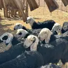 رخال نجد طيبة(تم البيع)