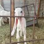 للبيع تيس فحل مطور طيب