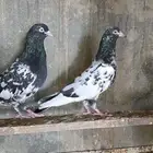 حمام رام بوري فاخر