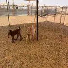 دواغير تيوس