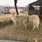 نعجتين صفر