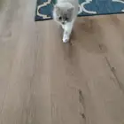 قط صغير شيرازي للبيع 350