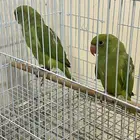 فروخ دره ( تم البيع الله يبارك له )